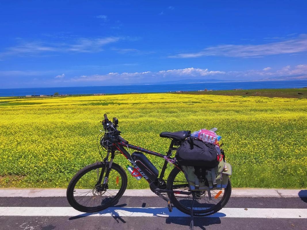 夏天环青海湖骑行油菜花海风景