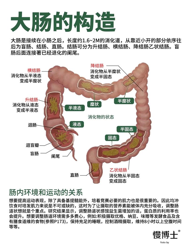 人体肠道微生态平衡示意图