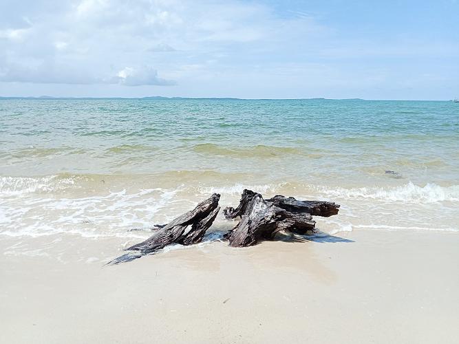 海边沙滩上的漂流浮木特写