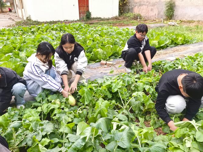 学校劳动周种植蔬菜基地