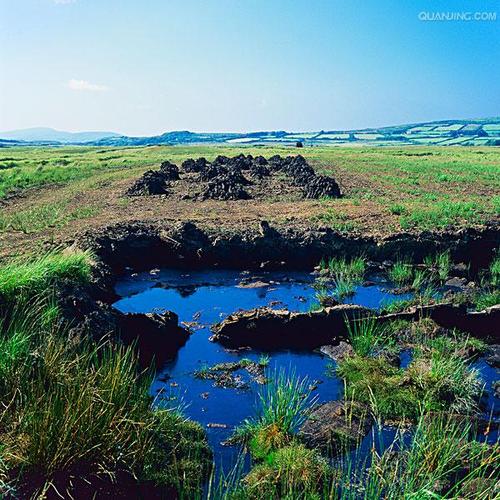 沼泽：别把泥泞当废土，它藏着地球的底牌-因为所以