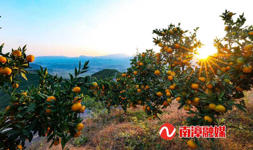 南漳峡口临江柑橘园秋季实景