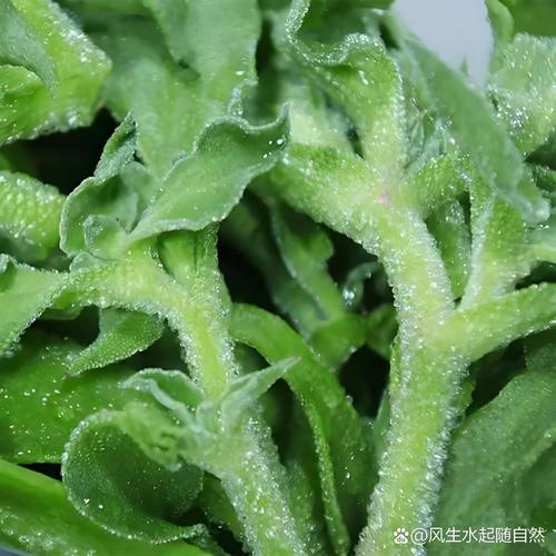 刚从市场买回带水珠的新鲜绿叶菜
