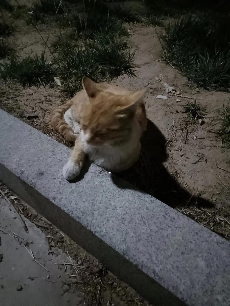 趴在旧语文作业本上的流浪橘猫