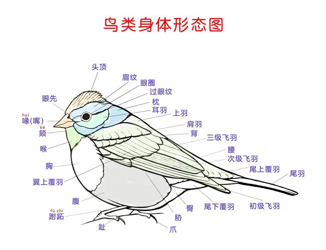 现在基础教育里怎么教鸟类特征？