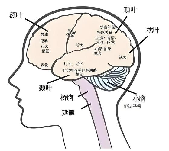 九岁儿童独立规划每日任务的大脑前额叶活跃示意图