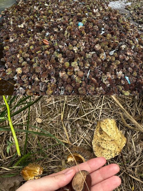秋浦河漂流中段浅滩岸边的野生板栗落果