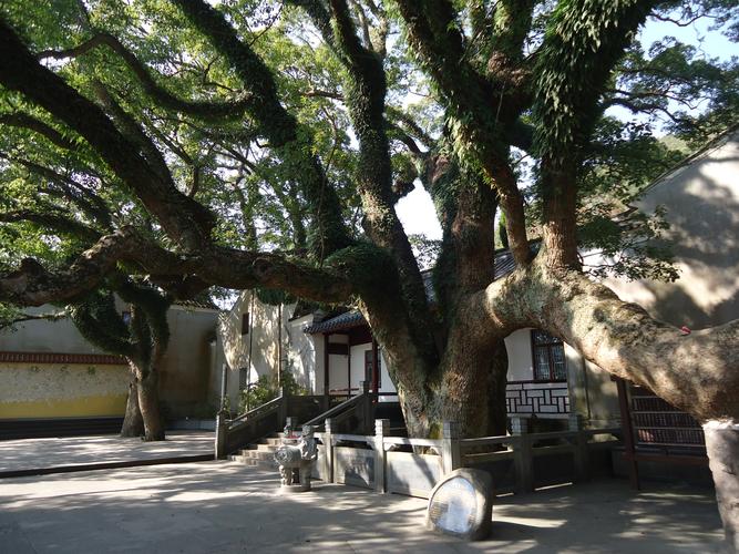 中国浙江普陀山普济寺红墙古樟风景