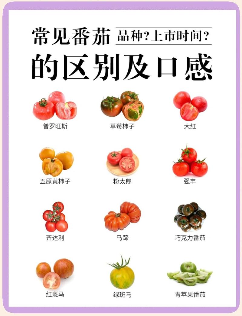 菜市场番茄不同品种整体对比实拍图