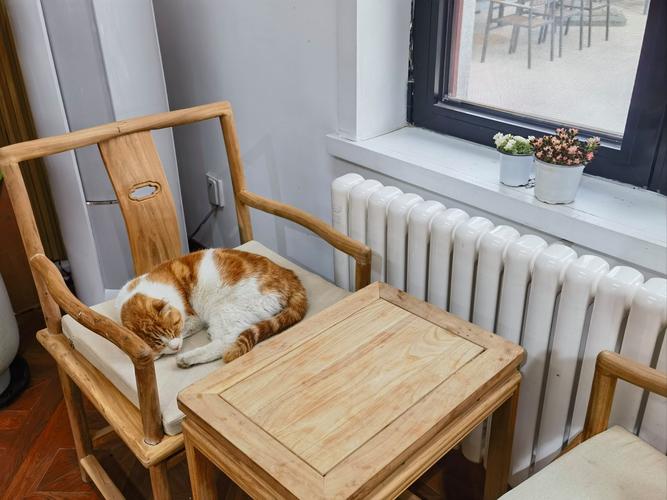 阳台木质矮柜上放着猫窝和半杯喝剩的冷茶