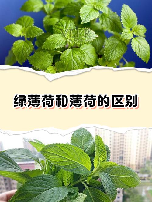 叶面清洁与室内空气的微妙关系