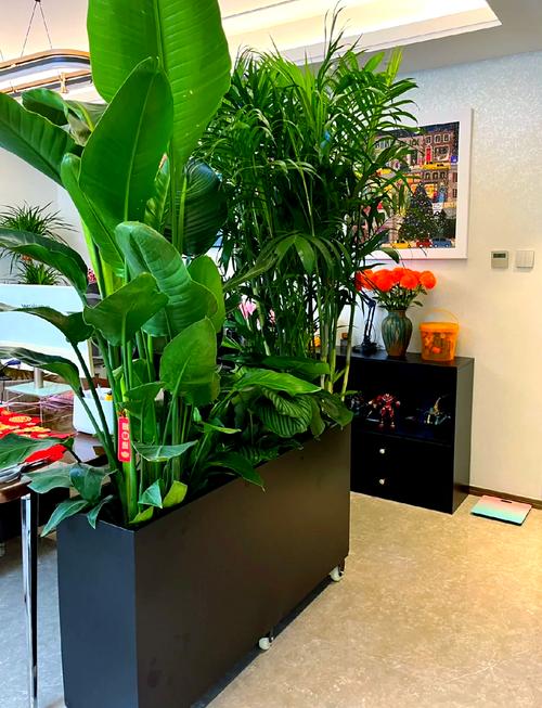 绿植盆栽和装修收口、风格搭配问题