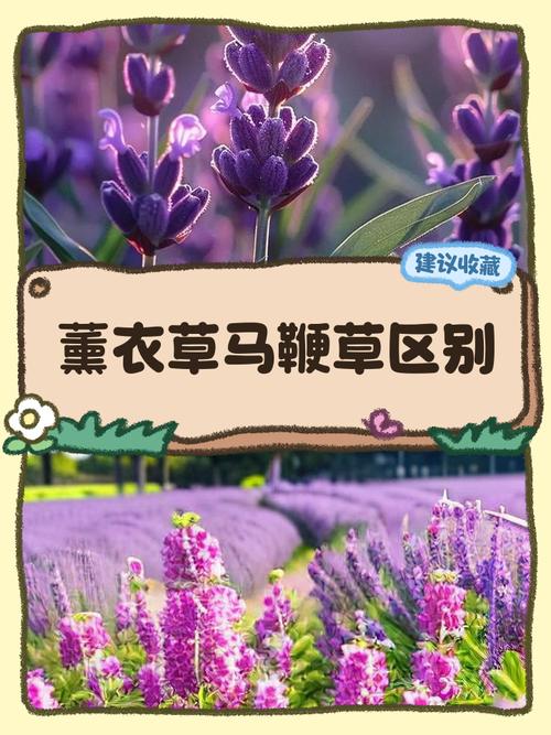 不同品种薰衣草对比图拉丁学名