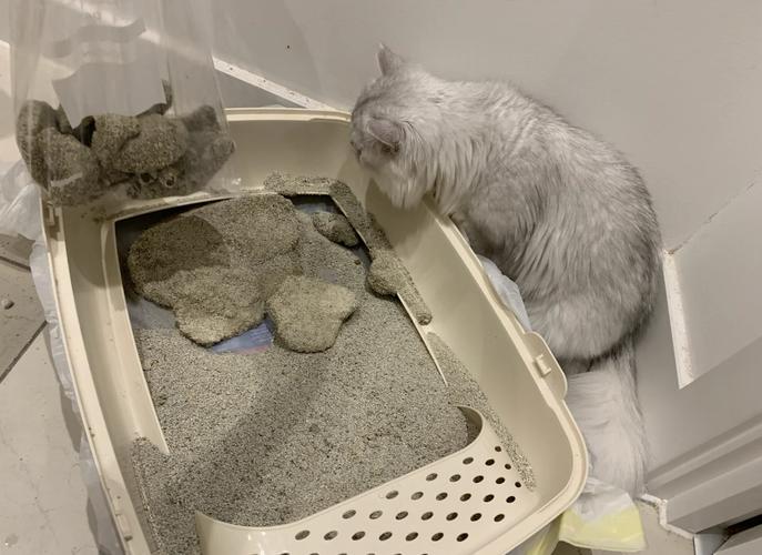 公猫蹲在猫砂盆里反复排尿无产出的实拍图