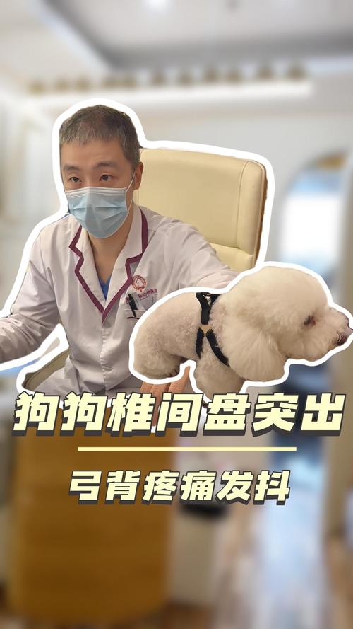 犬椎间盘突出弓背疼痛实拍图