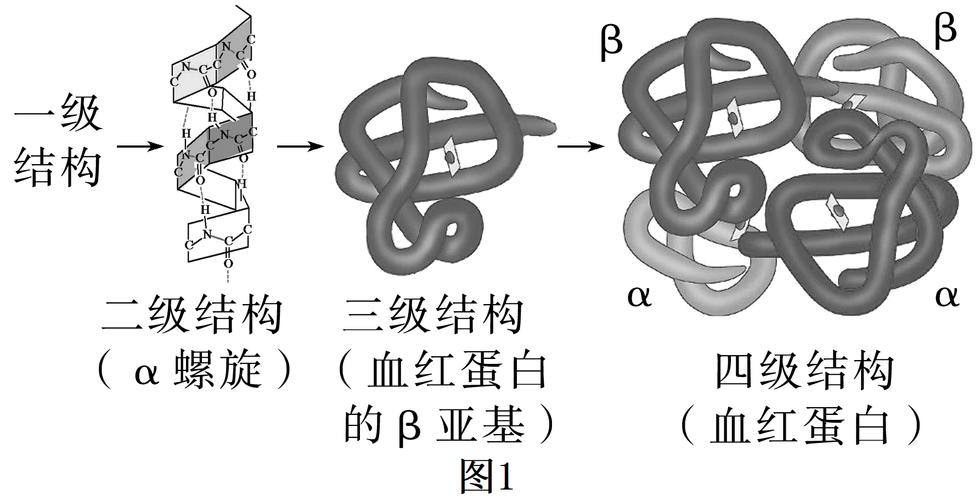 蛋白质折叠复杂系统建模分子示意图