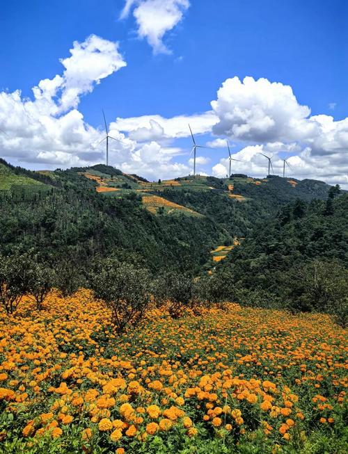 荆山崆峒山盘山公路野菊秋景
