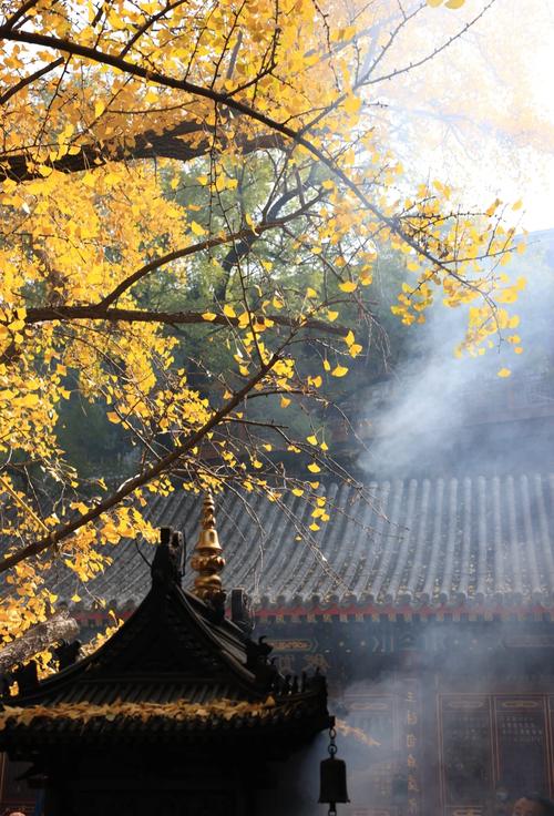 南漳大昭寺银杏庭院秋日风景