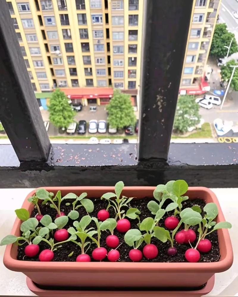 阳台新手种植樱桃萝卜收获实拍
