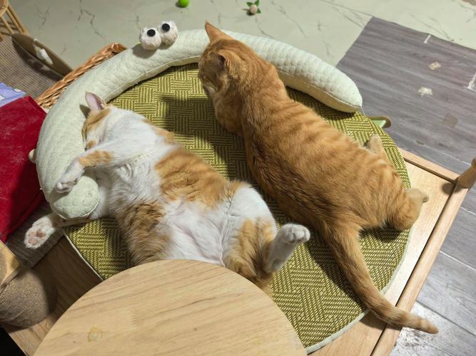 猫咪蹲在沙发靠垫旁抬屁股准备排尿的实拍图