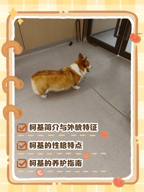易患犬椎间盘突出的短腿宠物犬示例