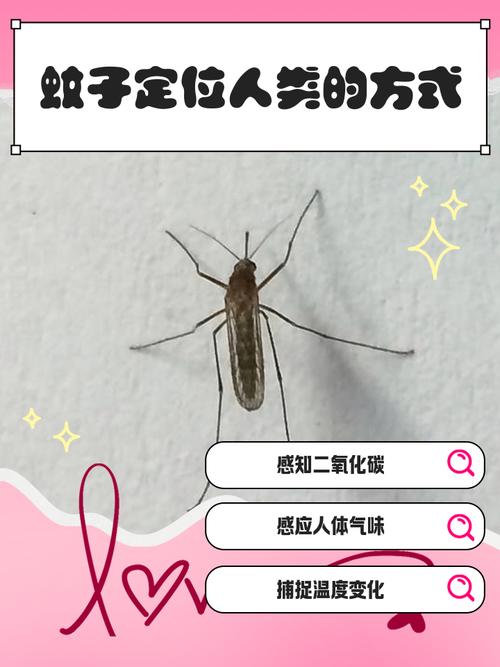 蚊子追踪人体气味路径示意图