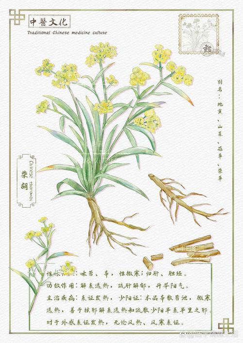 线装古籍《本草纲目》展开的植物插图