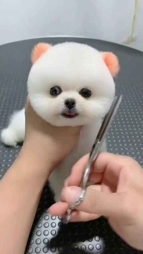 主人在家给博美犬梳理蓬松毛发