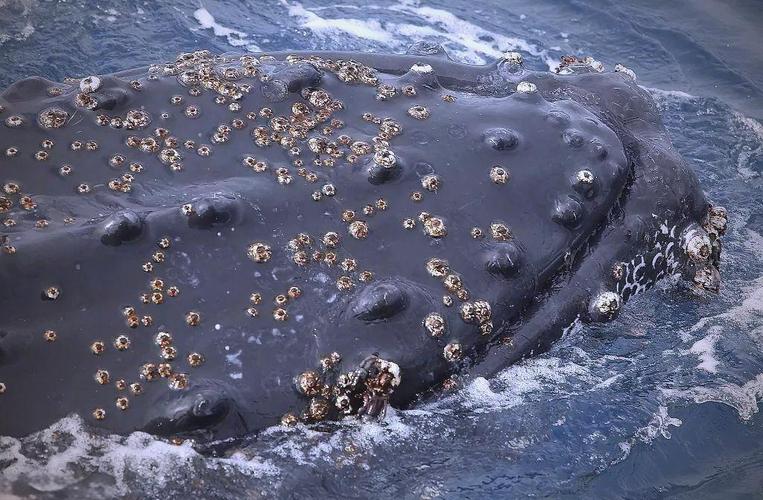 浮木:海潮留下的孤独手记-因为所以