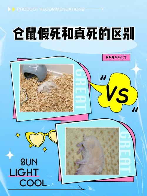 小学教室生物角孩子们给去世仓鼠做的小墓碑