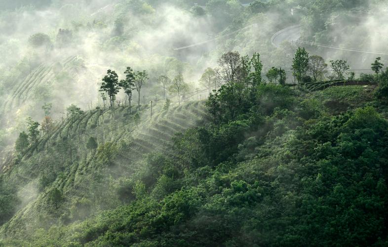 湖北南漳荆山云雾中的磨坪贡茶生态茶园