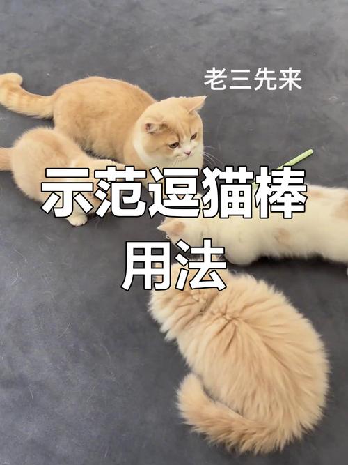 宠物减肥顾问用逗猫棒引导猫咪运动