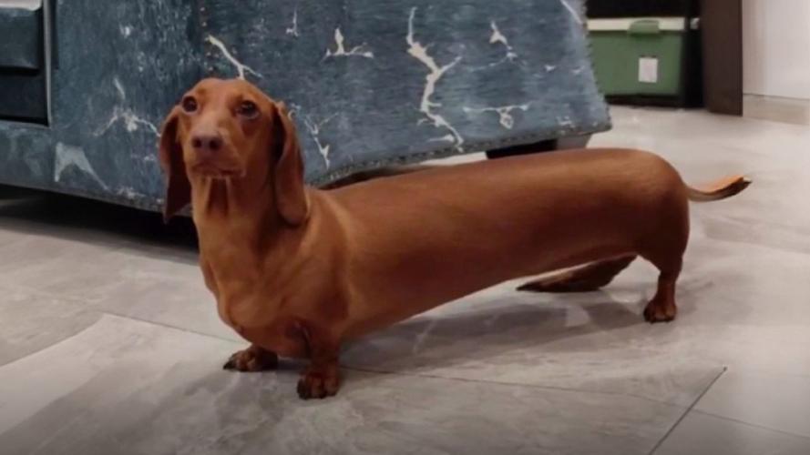 易患犬椎间盘突出的短腿腊肠犬日常趴卧图