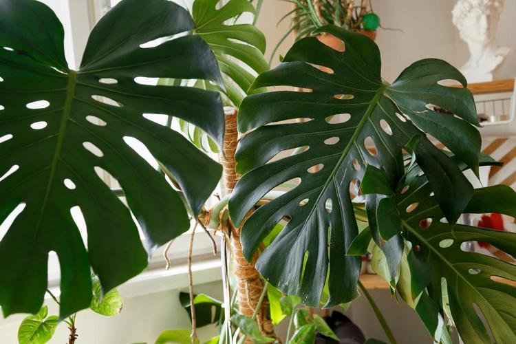 居家环境中用软棉布擦拭龟背竹油亮叶片的实拍图