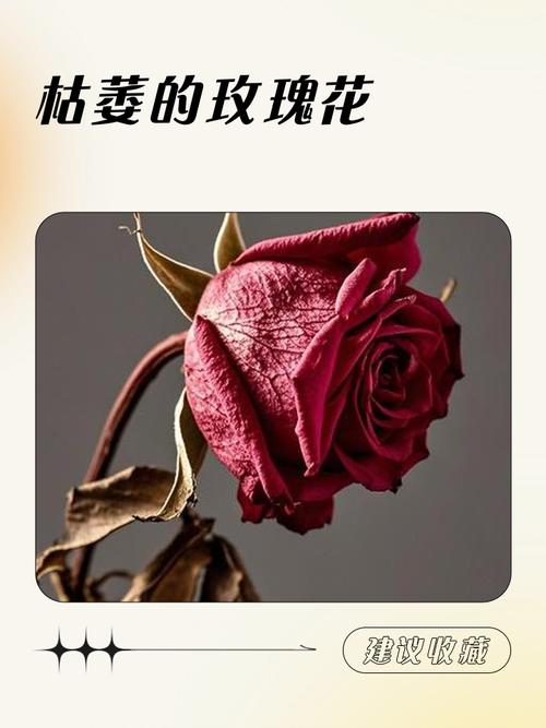 养死过十盆玫瑰之后,我悟了
