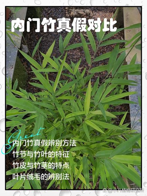 天然竹子与仿竹节人工结构切片对比图