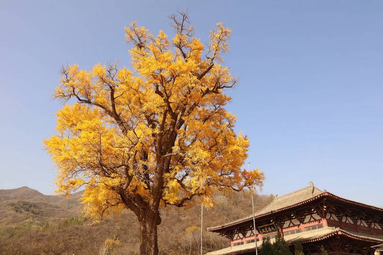 别跑舟山挤了!南漳这座普陀山才是周末吸氧宝地-南漳旅游