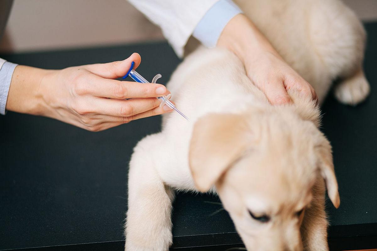 幼犬接种犬三联疫苗后留观实拍
