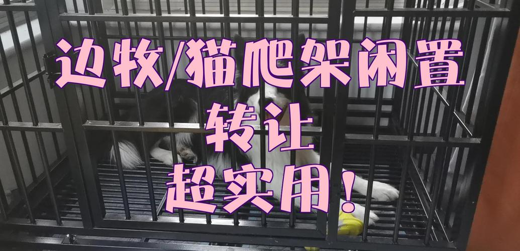 边牧踩猫爬架翻出家用宠物围栏实拍