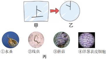 显微镜视野物像移动方向示意图