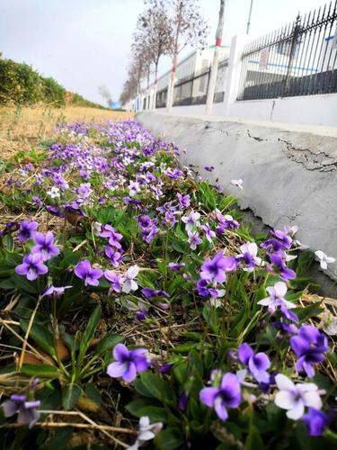 工业厂区宿舍楼下春季开放的野花