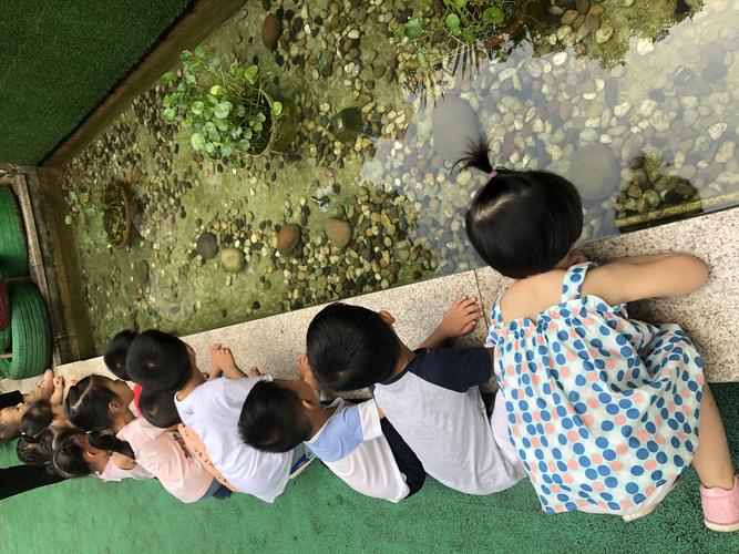 小学教室后排学生围在玻璃缸边看蝌蚪的俯拍图