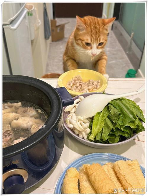 猫咪蹲在餐桌边盯着人手里的食物