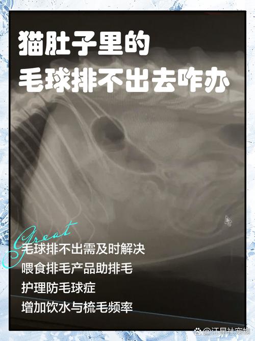 猫胃内滞留的硬毛球解剖实拍图