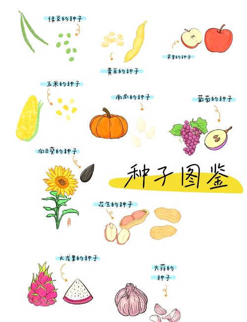 二、几种常见种子,咱们逐个聊