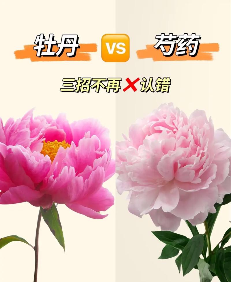 粉红色芍药与牡丹对比图