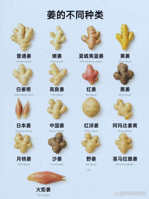 三种不同品种的姜对比图