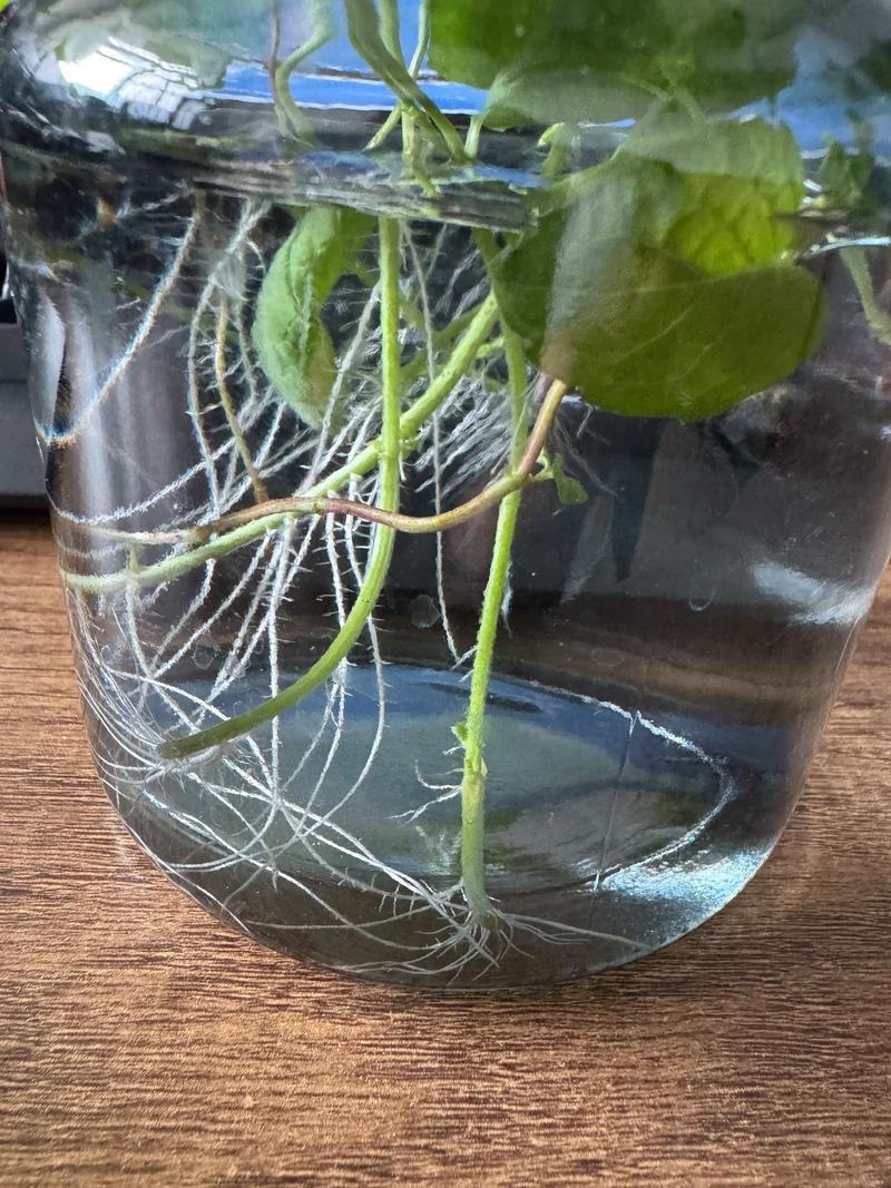 水培薄荷枝条嫩芽生根特写