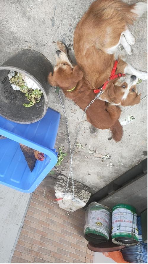 小区业主手机拍摄养犬扰民狗叫视频截图