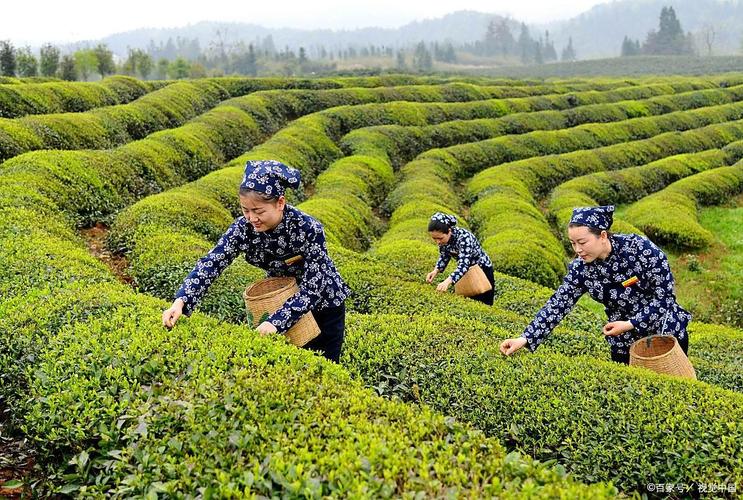 仙寓山山民在茶垄里采摘谷雨前富硒茶